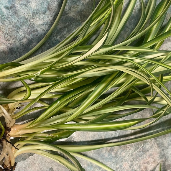 Spider Plant Starter - Picture 6 of 11